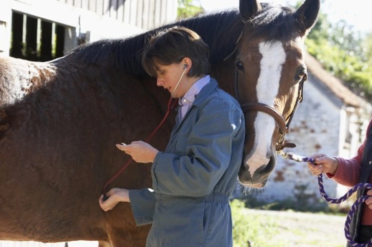 Pre-Purchase Vetting a Horse Will Show Up a Heart Condition