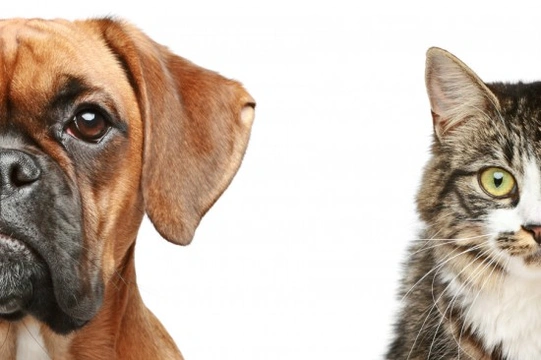What Type of Pet is Right for you?
