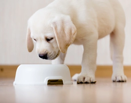 Making the right choices when it comes to feeding your puppy