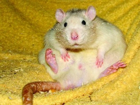 Nestandardní potkan – – handicap nebo evoluční výhoda?