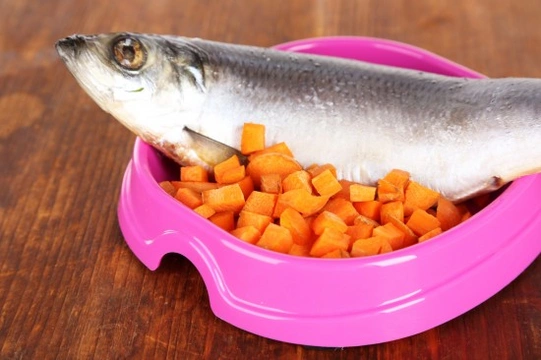 Can you feed fish to your dog, and is fish a good ingredient in dog food?