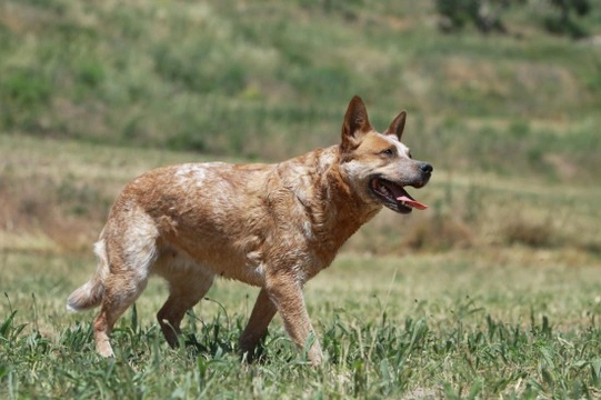 Temperament, personality and behaviour of the Australian Cattle Dog