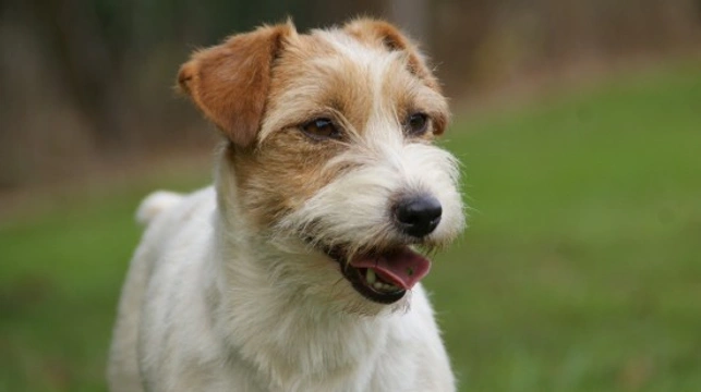 Is a Jack Russell the right choice of dog for you?