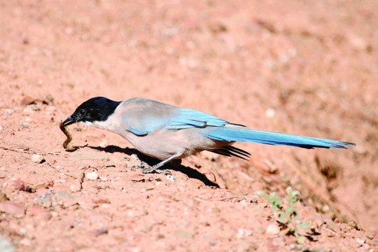 Měkkožraví chovanci našich voliér, Pěvci (Passeriformes), Krkavcovití (Corvidae) 8