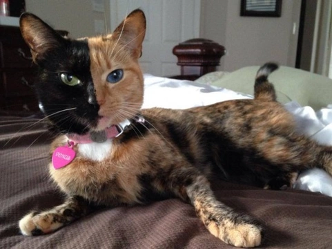 Why a Two Faced Cat Called Venus Could be the Rarest Feline on the Planet
