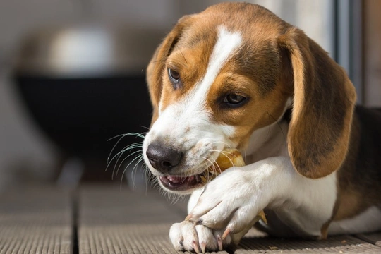 Is it Safe to Give Rawhide Treats to a Dog?