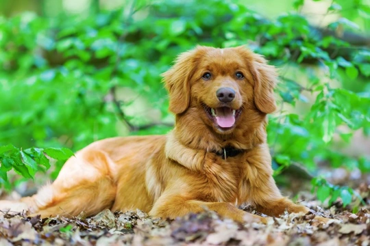 Cleft lip, cleft palate, and syndactyly health testing for the Nova Scotia Duck Tolling Retriever