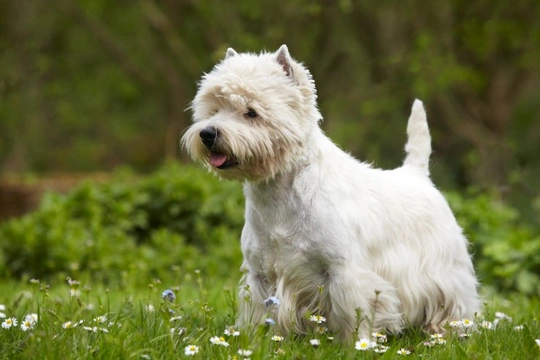 Spotlight on the West Highland White Terrier - Winner at Crufts