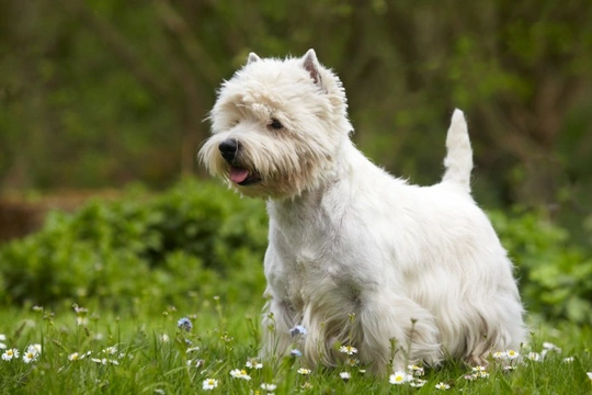 Westie length best sale