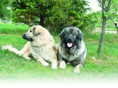 Jugoslávský pastevecký pes – šarplaninec (šarplaninský pastevecký pes)