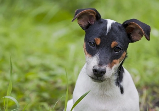 Keeping terrier type dogs happy