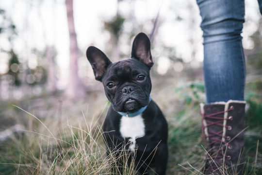 Ten things you need to know about French bulldogs before you buy one