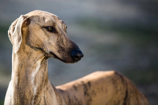 Greyhounds and Their Sensitivity to Drugs