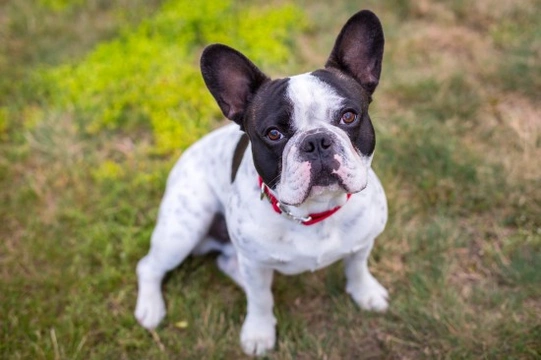 Owning a French Bulldog