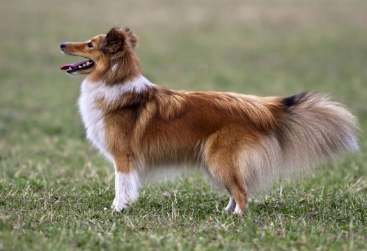 Shetland sheepdog cheap beagle mix