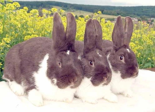 Zdravotní problémy v chovu králíků 9 – Vakcinace králíků – králičí mor