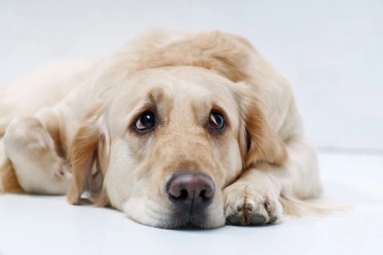 Common Dog Health Problems & How to Deal With Them