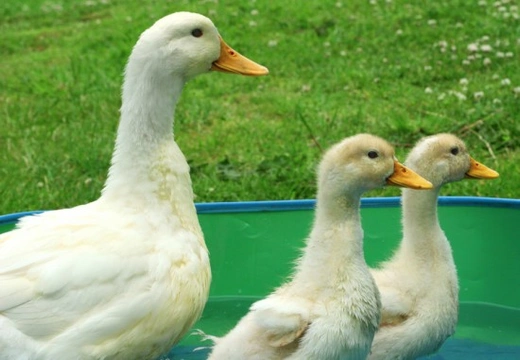 Good deals pet ducks