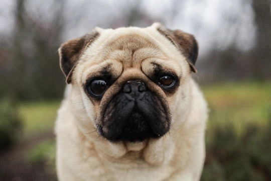 Can entropion in pugs be corrected with surgery?