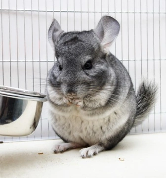 Best Type of Diet to Feed Chinchillas