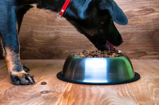 Is it ok if your dog eats out-of-date dog food?
