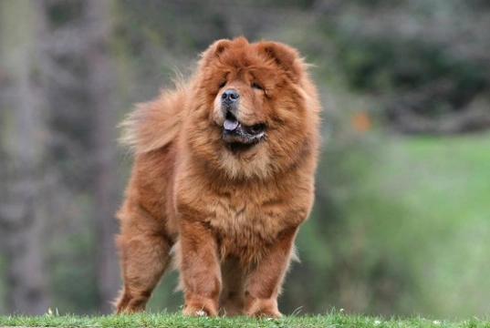 Top Tips on How to Keep a Chow Chow's Coat Looking Good