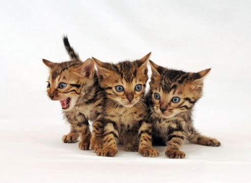 Cat Breeding - Helping your Kittens to Grow Up