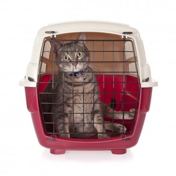Getting your cat to accept a cat carrier