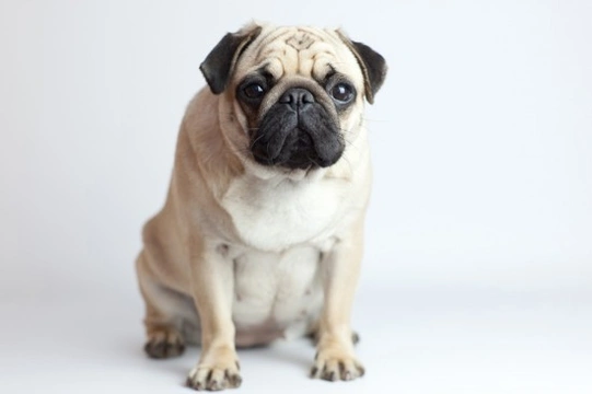 Inbreeding in Dogs - Problems, Benefits and Reasons