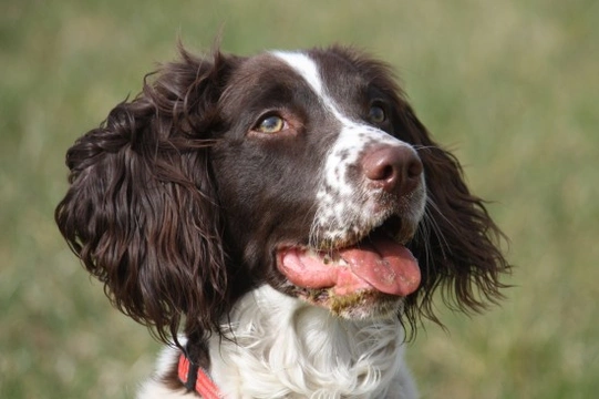 Living with a springer hot sale spaniel