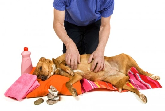Alternative Therapies For Dogs