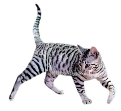Toyger, el gato tigre