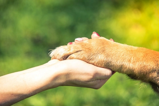 What do the five animal welfare needs mean?