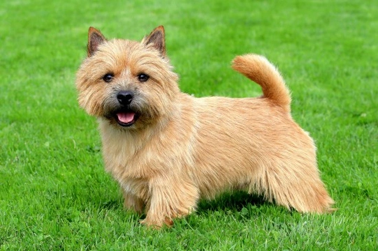 Norwich terrier hereditary health and longevity