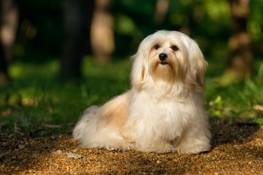 Why a Havanese dog might be the right choice of small breed for you