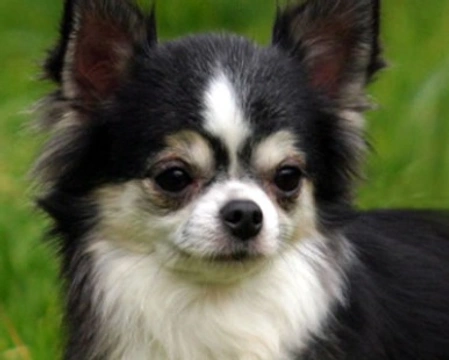 Chihuahua: origini, caratteristiche di questo cane e dove acquistarli