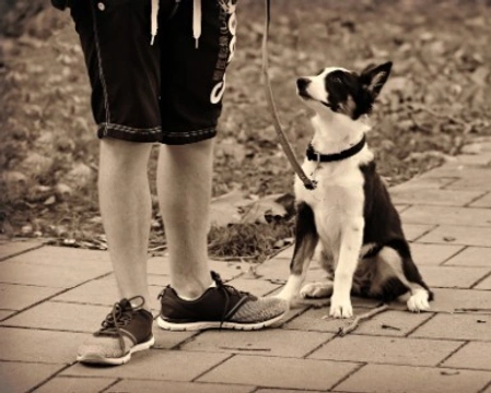Passeggiata cani: consigli su come gestirla bene