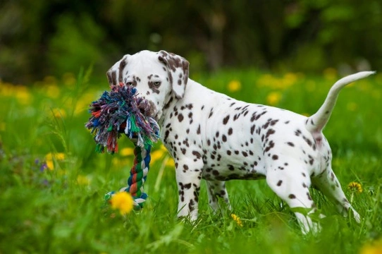 Dalmatian puppy feeding best sale