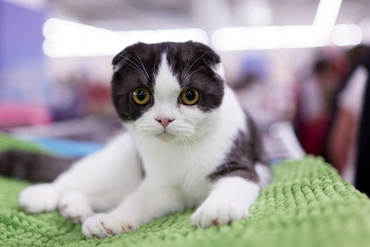 What Classes Should You Enter at a Cat Show?