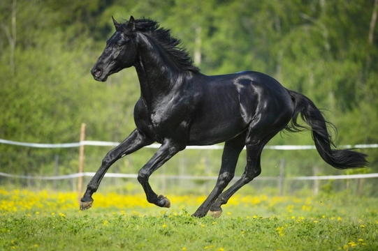 Nutrient Deficiencies Commonly Seen in Horses