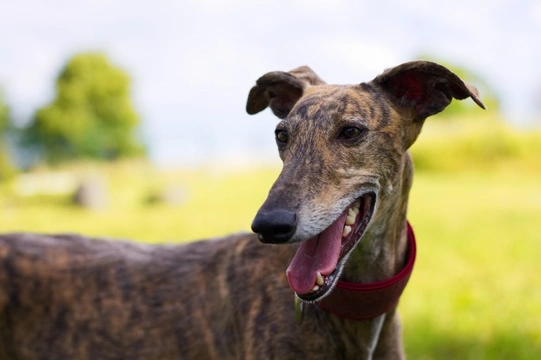 All about the Spanish Greyhound