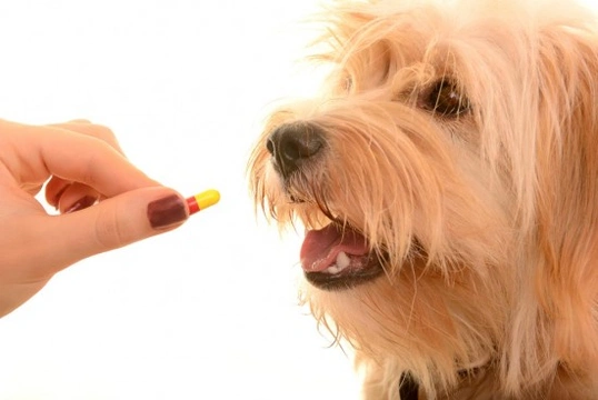 Riesgos de dar medicamentos humanos a perros