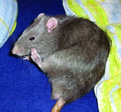 Fancy rat aneb luxusní potkan