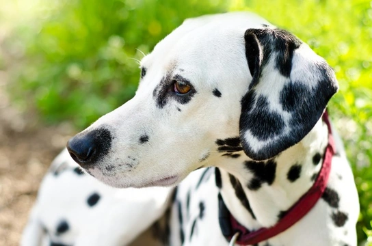 Would you know if Your Dog was going Deaf?