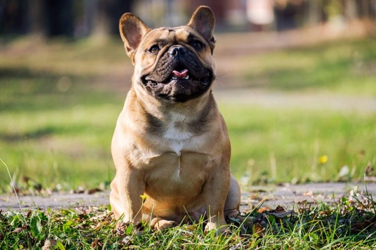 What French bulldog owners need to know about BOAS or brachycephalic ...
