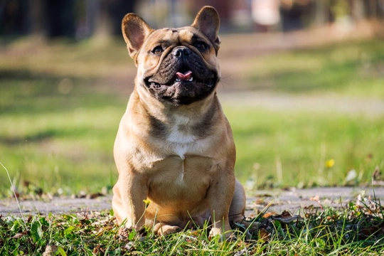 Brachycephalic french hot sale bulldog