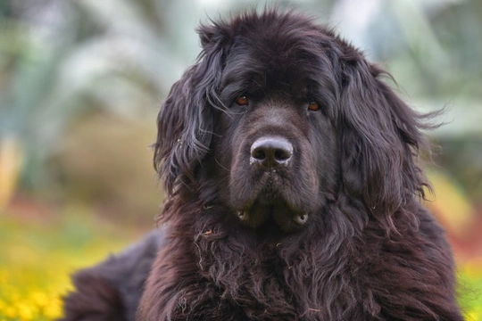 Dog has shop greasy coat