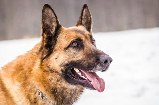 Six Highly Territorial Dog Breeds