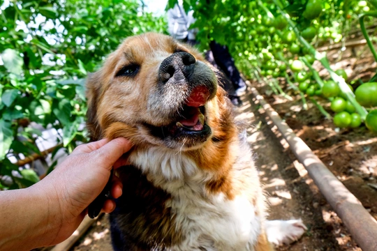 Nádory dutiny ústní u psů 
