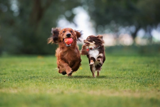 Canine communication: How dogs invite other dogs to play